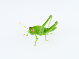 Green Egyptian grasshopper or locust on a white background. Anacridium aegyptium