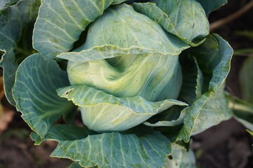 Obraz premium cabbage growing in a garden