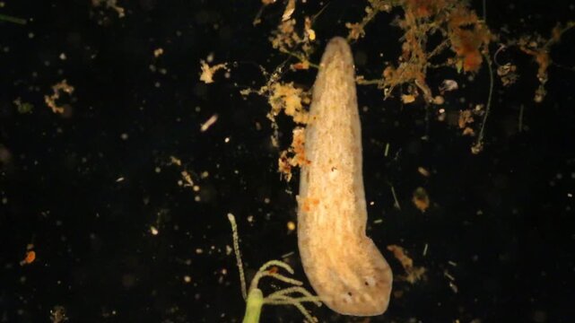 Planarian parasite (flatworm) under microscope view.