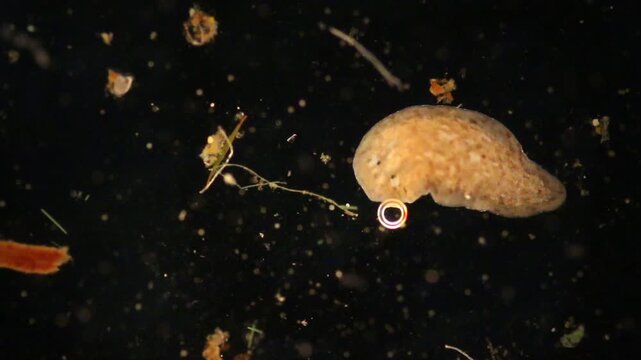 Planarian parasite (flatworm) under microscope view.
