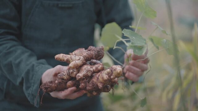 Two farmers harvest ginger root in a rural field. Horticulture. Indigenous Medicine. Argentina.