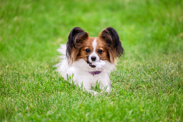 A beautiful sable dog Papillon Chihuahua Spaniel Toy lies in the park on the grass