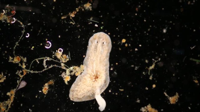 Planarian parasite (flatworm) under microscope view.
