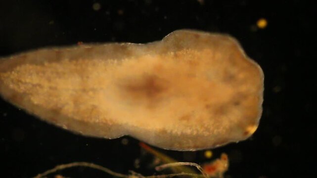 Planarian parasite (flatworm) under microscope view.