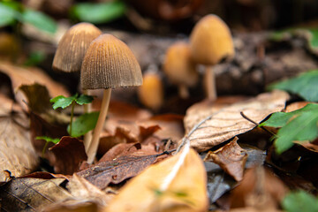 Psilocybe semilanceata (liberty cap mushroom) is one of the most effective hallucinogenic mushrooms due to the psilocybin it contains.
