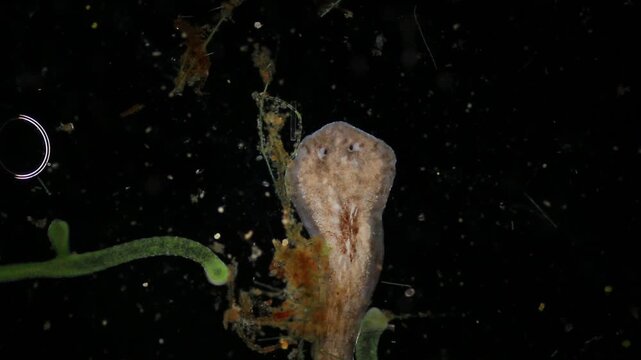 Planarian parasite (flatworm) under microscope view.