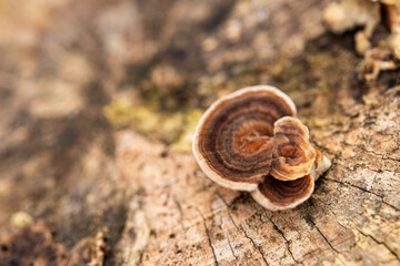 mushroom on tree trunk.
mushroom growing on tree trunk in the forest