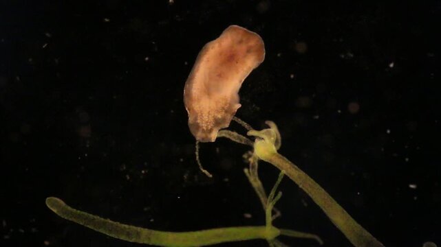 Planarian parasite (flatworm) under microscope view.