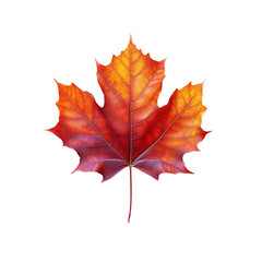 Obraz premium Vibrant Autumn Leaf