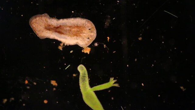Planarian parasite (flatworm) under microscope view.