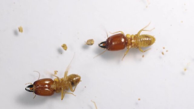 Close up of the Small termite in Petri dish glass for education in Laboratory.