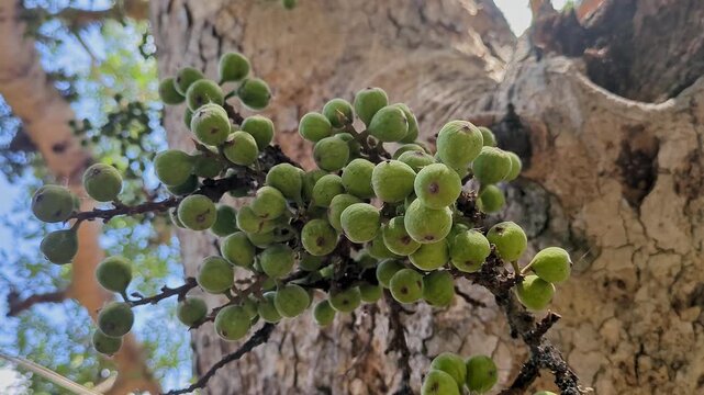 A closeup shot of Ficus racemosa, the cluster fig, red river fig or gular
