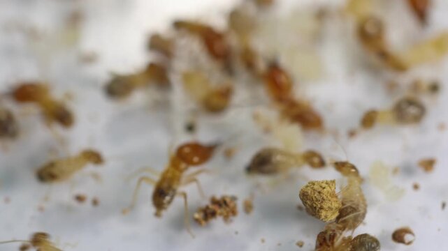 Close up of the Small termite in Petri dish glass for education in Laboratory.