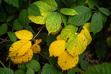 Tree leaves that have started to turn yellow. Dried tree leaves. Dried ivy leaves.