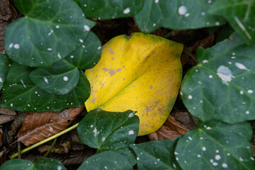 Tree leaves that have started to turn yellow. Dried tree leaves. Dried ivy leaves.