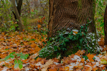 autumn landscape tree bark creeper plant orange foliage October season natural scenery view