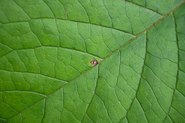 green blackberry leaf. detailed blackberry leaf photo