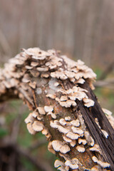 mushroom on tree trunk.
mushroom growing on tree trunk in the forest