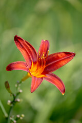 red lily in the garden
