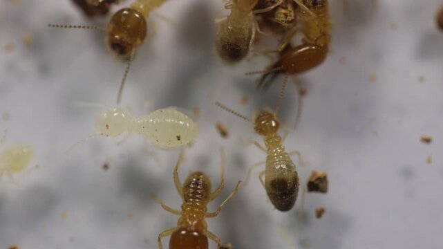 Close up of the Small termite in Petri dish glass for education in Laboratory.