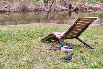 City birds, resting on grass near wooden armchair on river bank
