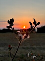 coucher de soleil sur la campagne
