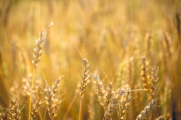 Close up of wheat ears. Field of wheat in a summer day