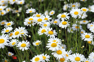 Fototapeta premium Flower patches in the agricultural landscape. Scentless false mayweed Tripleurospermum inodorum wildflower field.