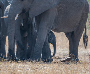 African Elephants