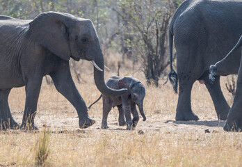 African Elephants