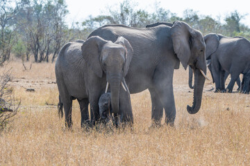 African Elephants