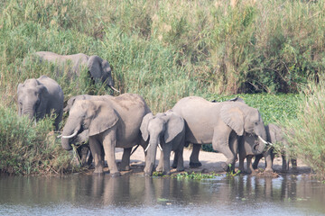 Fototapeta premium African Elephants
