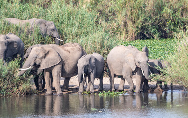 Obraz premium African Elephants