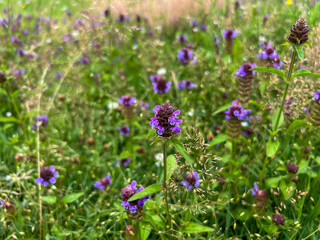 A flower meadow with a lot of blooming common pollen as a background