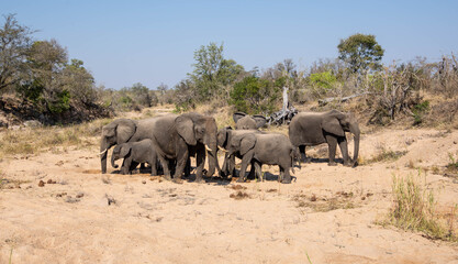 Fototapeta premium African Elephants