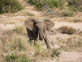 Fototapeta premium African Elephants