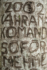 Tree trunks. Injured tree trunks. Trees and trunks in the forest. Tree trunks with writing written on them.