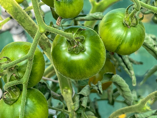 Growing tomatoes in a garden at home under a plastic tent. Unripe green tomatoes on the bush close-up
