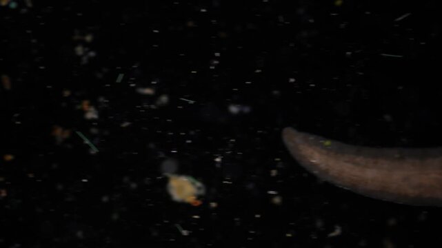 Planarian parasite (flatworm) under microscope view.