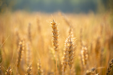 Close up of wheat ears. Field of wheat in a summer day