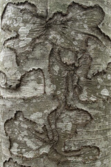 Tree trunks. Injured tree trunks. Trees and trunks in the forest. Tree trunks with writing written on them.