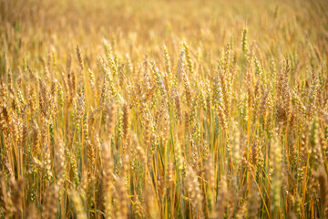 Close up of wheat ears. Field of wheat in a summer day