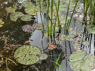 Green frog swimming in a small pond partially overgrown with aquatic plants
