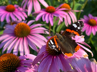 Butterfly flying from coneflower to coneflower in a flower bed by the street