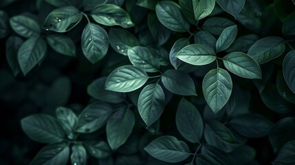 Low key green leafs dark nature background : Generative AI