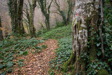 Tree trunks. Injured tree trunks. Trees and trunks in the forest. Tree trunks with writing written on them.