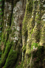 Tree trunks. Injured tree trunks. Trees and trunks in the forest. Tree trunks with writing written on them.