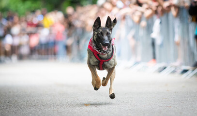 cute dog running at dog speed race