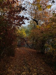 road in autumn forest