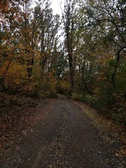 road in autumn forest
